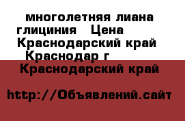 многолетняя лиана глициния › Цена ­ 300 - Краснодарский край, Краснодар г.  »    . Краснодарский край